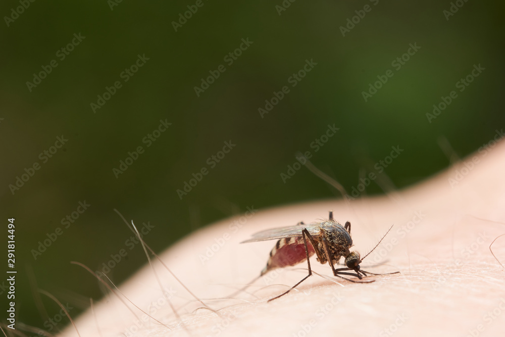 Female mosquito sucks blood sitting on the surface of human skin. On a dark green background. Female mosquito sucks blood sitting on the surface of human skin. On a dark green background.