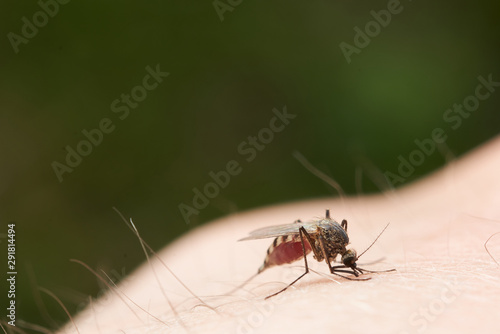 Female mosquito sucks blood sitting on the surface of human skin. On a dark green background.