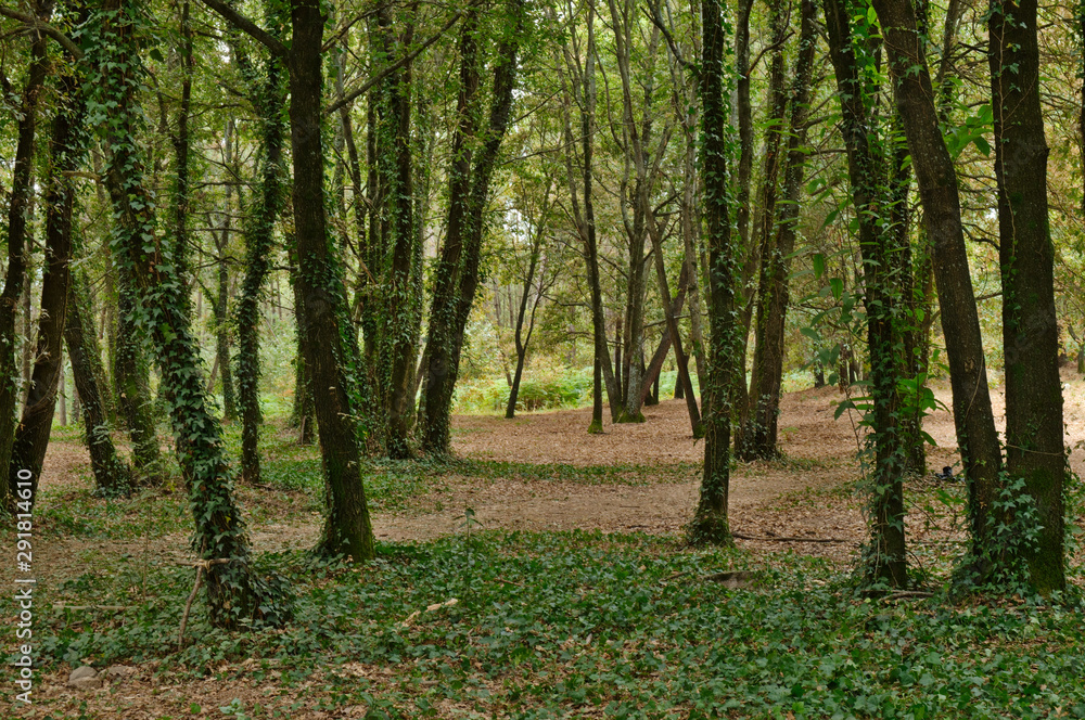 Fototapeta premium Forest scenery taken in central Portugal
