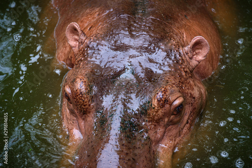 The head of the adult hippopotamus