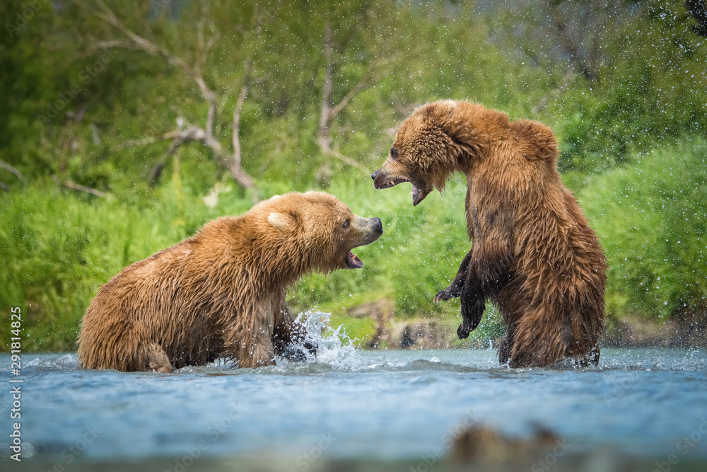 Fototapeta premium The&nbsp;Kamchatka&nbsp;brown&nbsp;bear, Ursus arctos beringianus real fight at Kuril Lake in Kamchatka, in the water, action picture