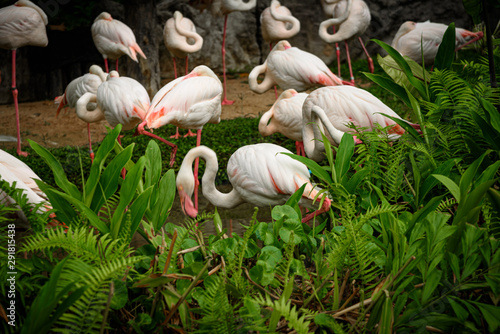 white flamingo family living in nature