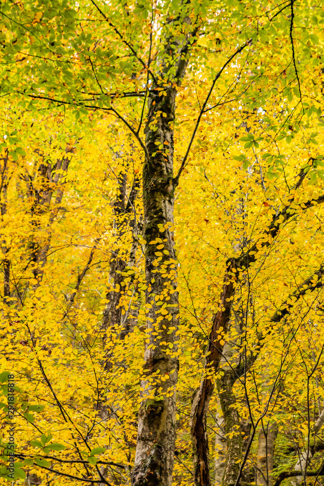 Autumn tree with leaves lying down in the sky Autumn tree with leaves lying down in the sky