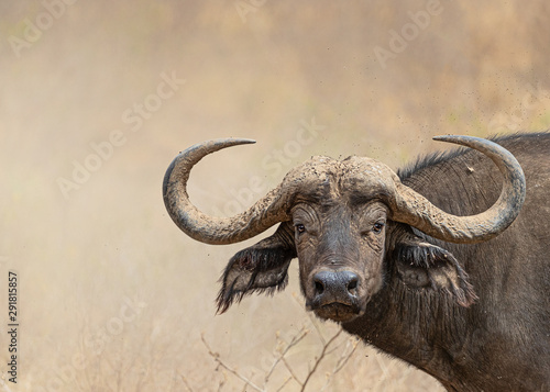 Obraz na płótnie African Cape Buffalo Closeup With Copy Space