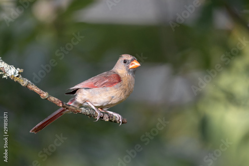 Young female northern american cardinal sitting on tree branch © Kevin W Ivers