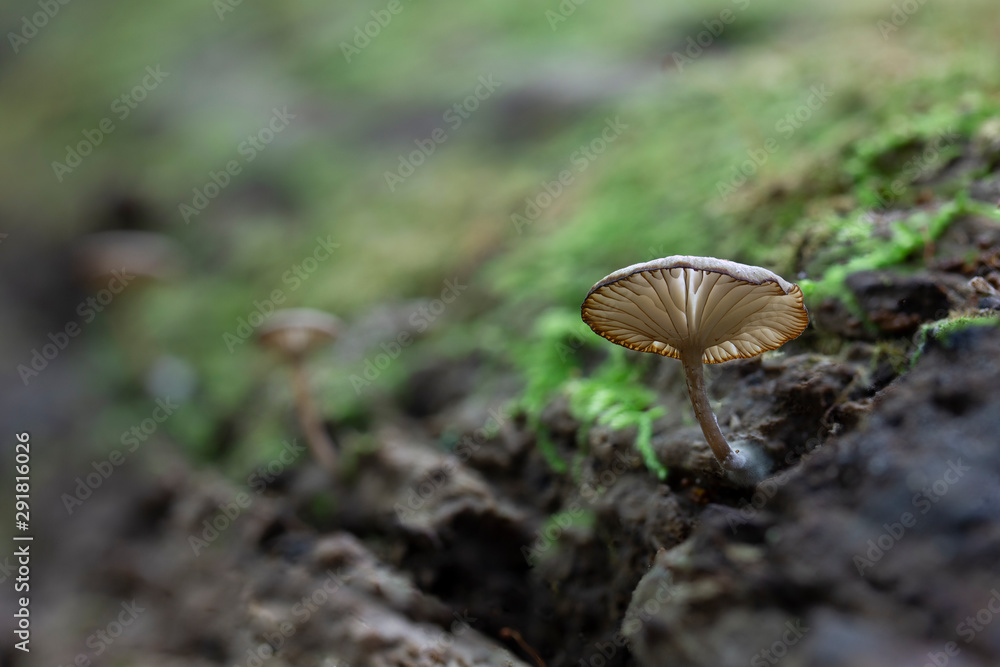 Forest Mushroom Forest Mushroom