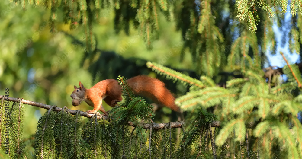 Fototapeta premium Red squirrel (Sciulus Vulgaris) collecting food for upcoming winter. Somewhere in Poland.