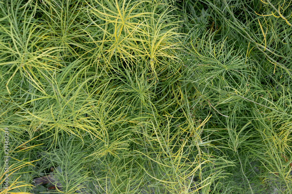 Wild grass texture
