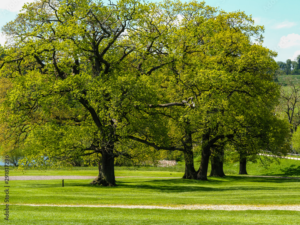 Fototapeta premium Beautiful oak trees in an English country park in summer