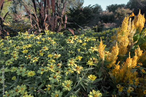 Variety of yellow flower blooms