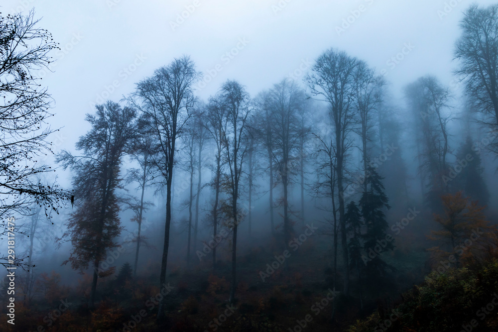 Foggy forest landscape Foggy forest landscape