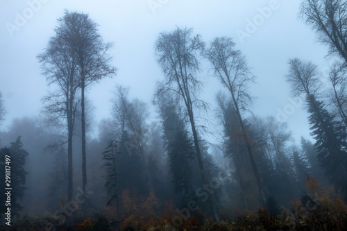 Foggy forest landscape