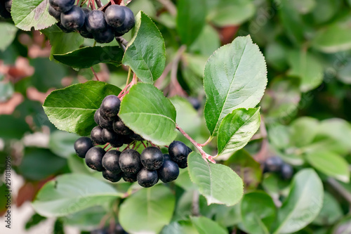 Bunches of Berries Aronia melanocarpa known as black chokeberry on a bush