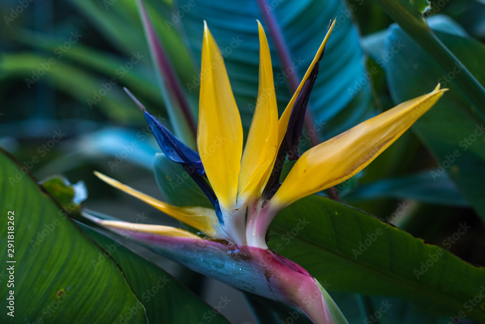 Strelitzia Reginae, The Bird of Paradise with green leaves in the background Strelitzia Reginae, The Bird of Paradise with green leaves in the background