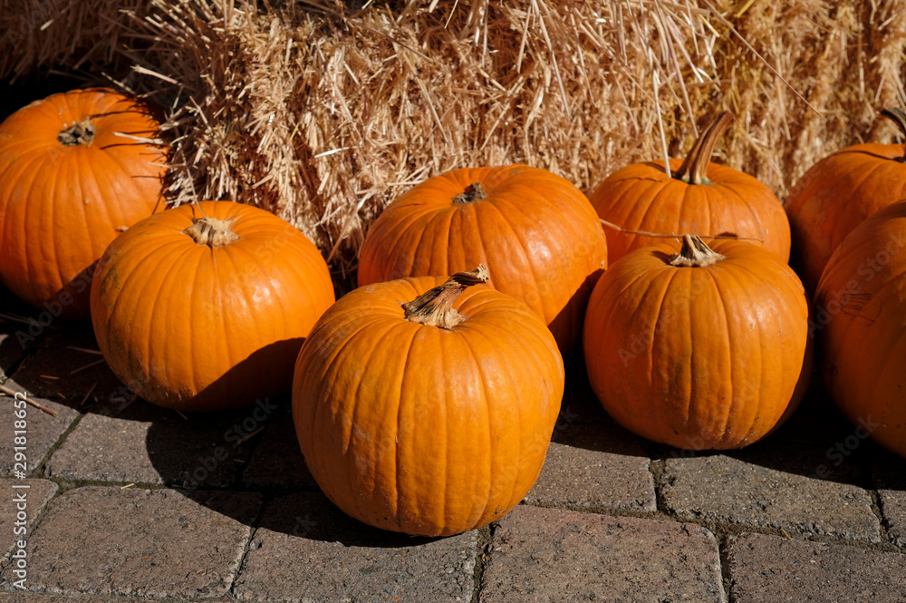 Thanksgiving and Halloween: Multiple pumpkins on and around stacks of hay