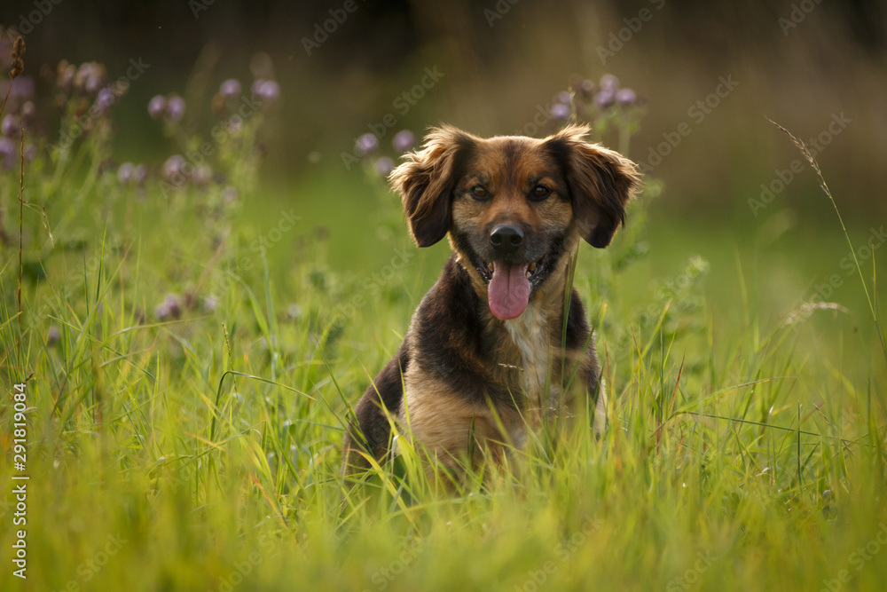 Hund im hohen Gras
