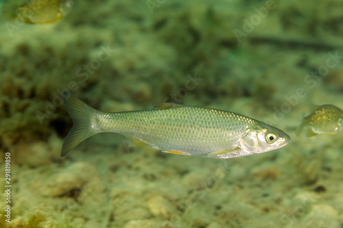 Fish of Zrmanja River, Croatia © Goran