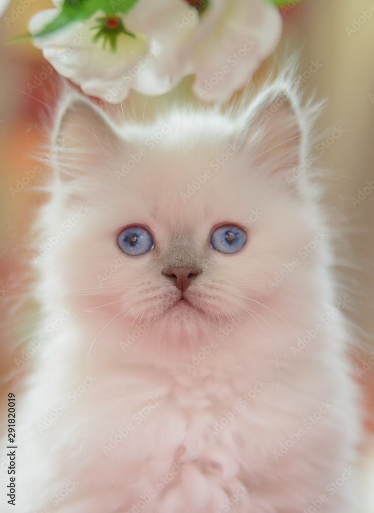 Gentle blue-eyed kitten colorpoint
