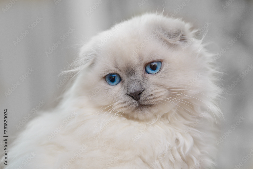 Fold blue-eyed cat color point