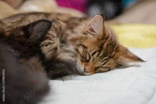 Kittens sleep on a pillow