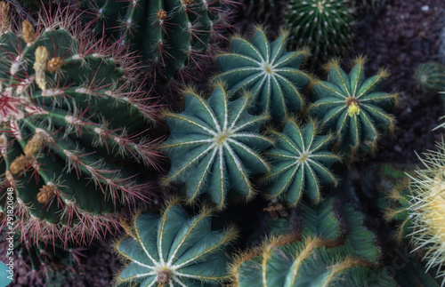 Group of different types of cactus in the botanical garden
