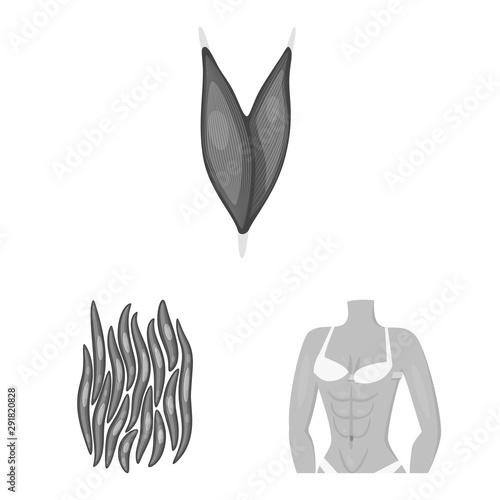 Isolated object of human and body sign. Set of human and cells vector icon for stock.