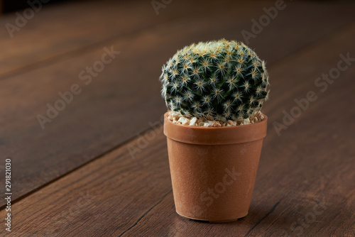 View of beautiful cactus photo