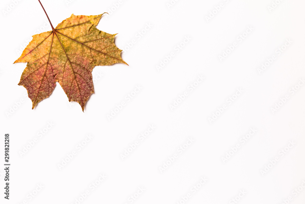 Autumn Maple Leaf, isolated on a white background, off-center Autumn Maple Leaf, isolated on a white background, off-center