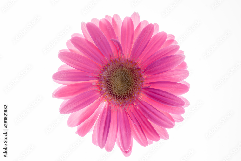 Isolated Gerbera Flower Isolated Gerbera Flower