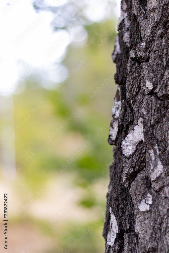 Birch Tree Trunk Bark Texture Close up on blurred background Birch Tree Trunk Bark Texture Close up on blurred background