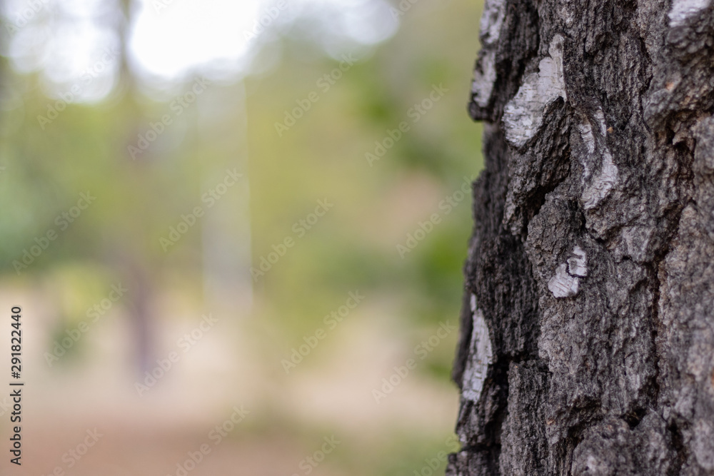 Birch Tree Trunk Bark Texture Close up on light brown blurred