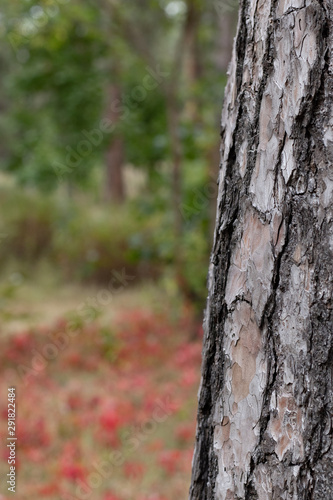 Pine Tree Trunk Bark Texture Close up on blurred red background