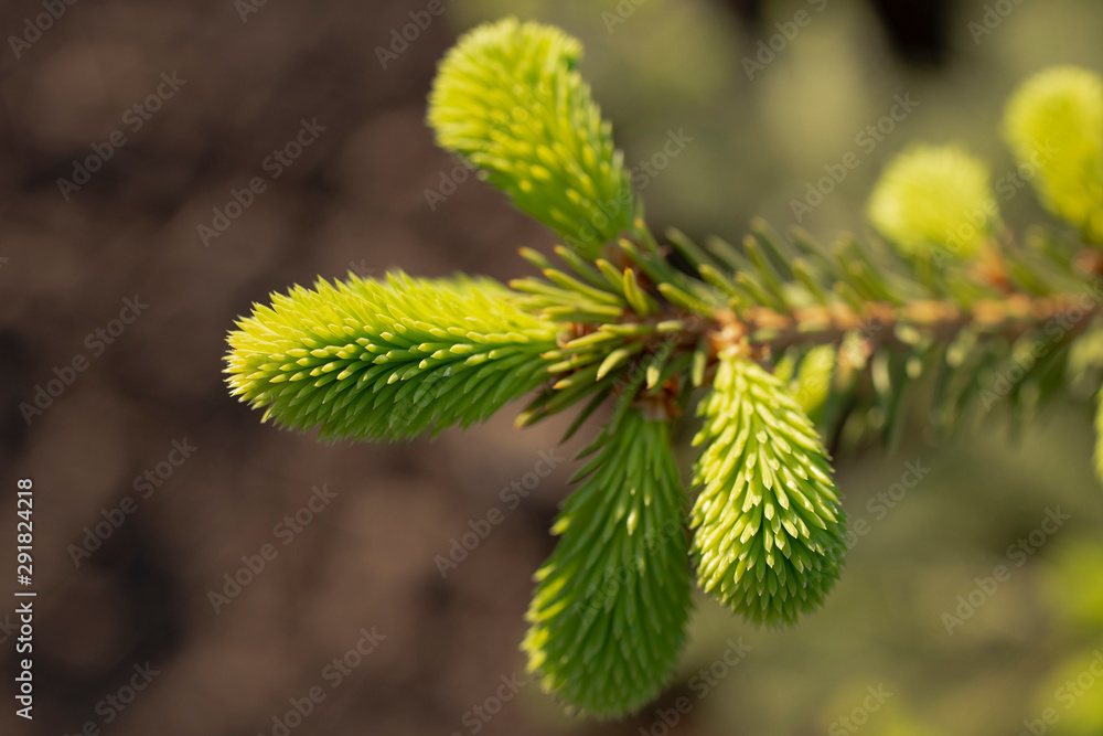 Young shoots ate in the spring. Green twig.