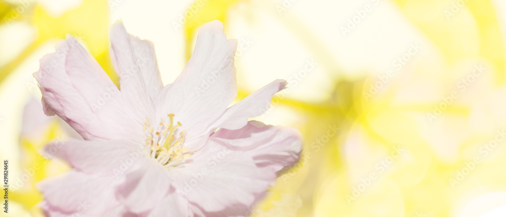 Bright delicate pink flowers on yellow background
