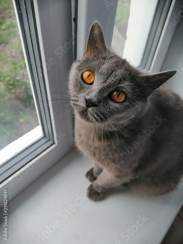 cat in window