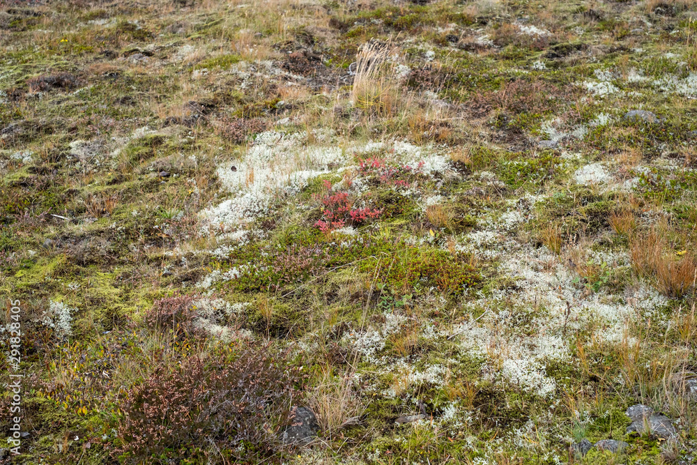 Herbstlich gefärbte Moose und Flechten auf der Halbinsel Geldinganes bei Reykjavik Herbstlich gefärbte Moose und Flechten auf der Halbinsel Geldinganes bei Reykjavik