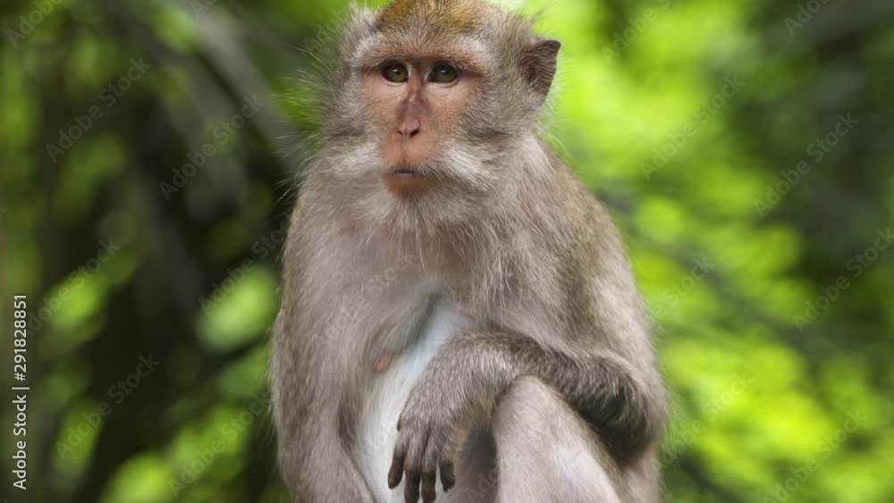 Close up of a crab eating macaque in the Ubud Monkey Forest Close up of a crab eating macaque in the Ubud Monkey Forest