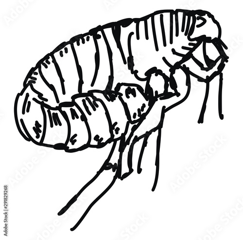 Flea drawing, illustration, vector on white background.