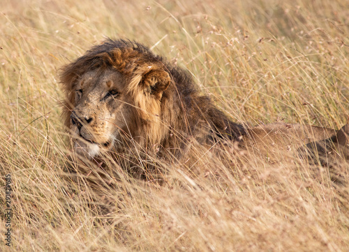 Male Lion in the grass in the Masai Mara © Jeff Schultes