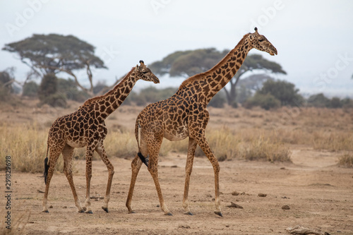 Fototapeta Naklejka Na Ścianę i Meble -  A pair of Masai race Giraffe in the Amboseli National Park