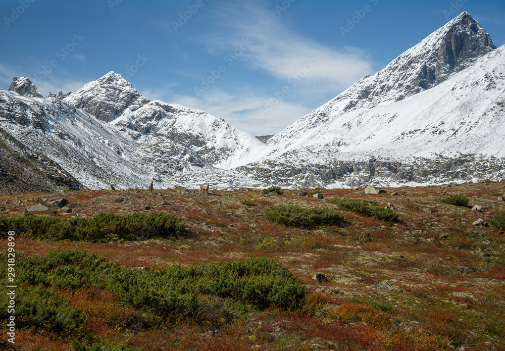 Kodar Snow Sheep at the border of autumn and winter