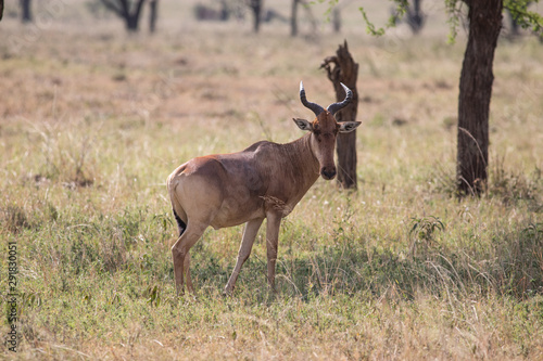 Lichtenstein s Hartebeest standing in the Serengeti National Park