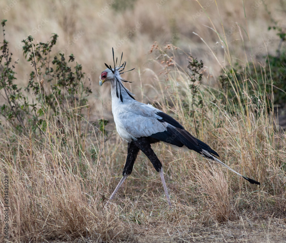 Φωτογραφία Secretarybird in the brush in the Serengeti National Park