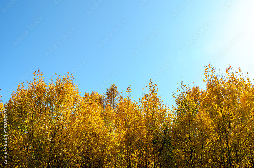 autunm trees with blue sky for background