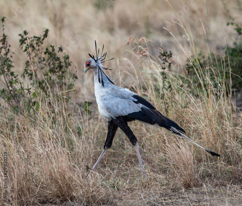 Secretarybird in the brush in the Serengeti National Park