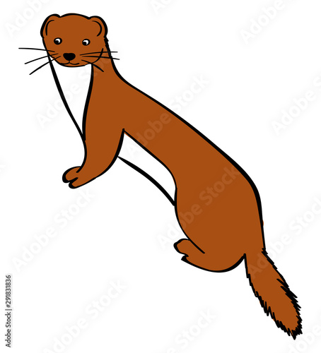 Weasel, illustration, vector on white background.