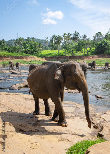 Asian elephants walking  in a river near the village of Pinnawala. Sri Lanka