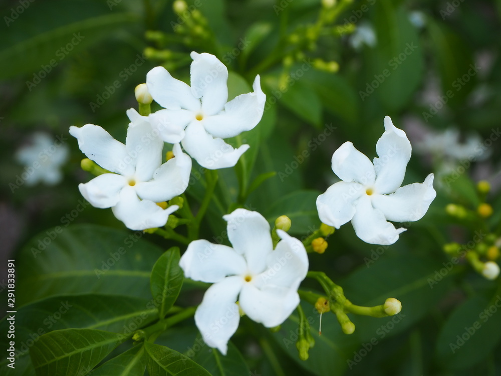 White gardenia flowers blooming in a white background. White gardenia flowers blooming in a white background.