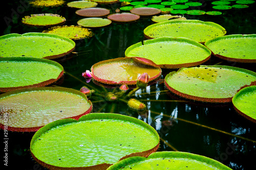 Photography Lily Pads in Singapore Botanic Gardens