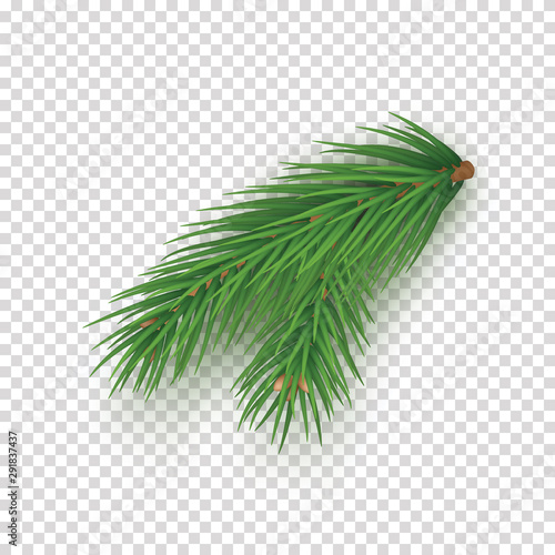 Green lush spruce branch isolated on transparent background. Merry Christmas and Happy New Year decoration. Fluffy green pine tree branch vector illustration. Fresh conifer plant detailed element.